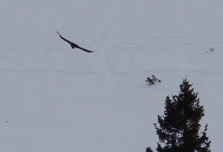 Der Adler ist zurück am Arlberg - Stierloch Februar 2008